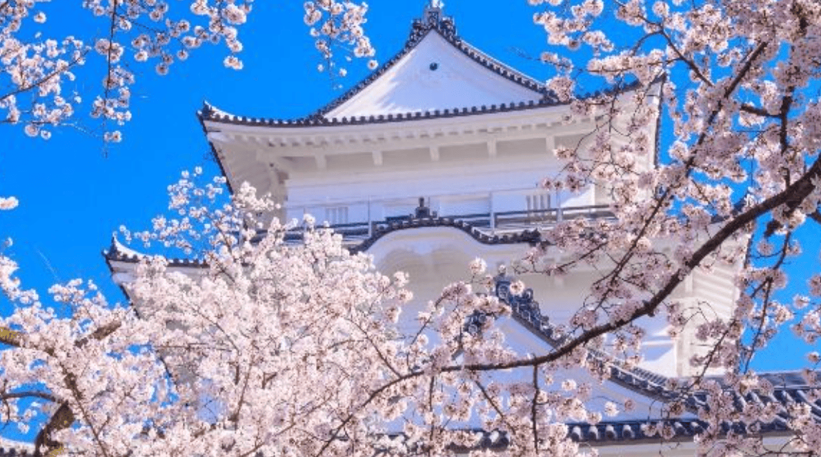 神奈川赏樱景点｜2. 小田原城